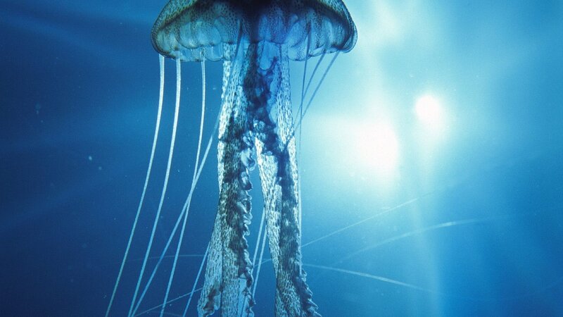 Jellyfish in deep blue water