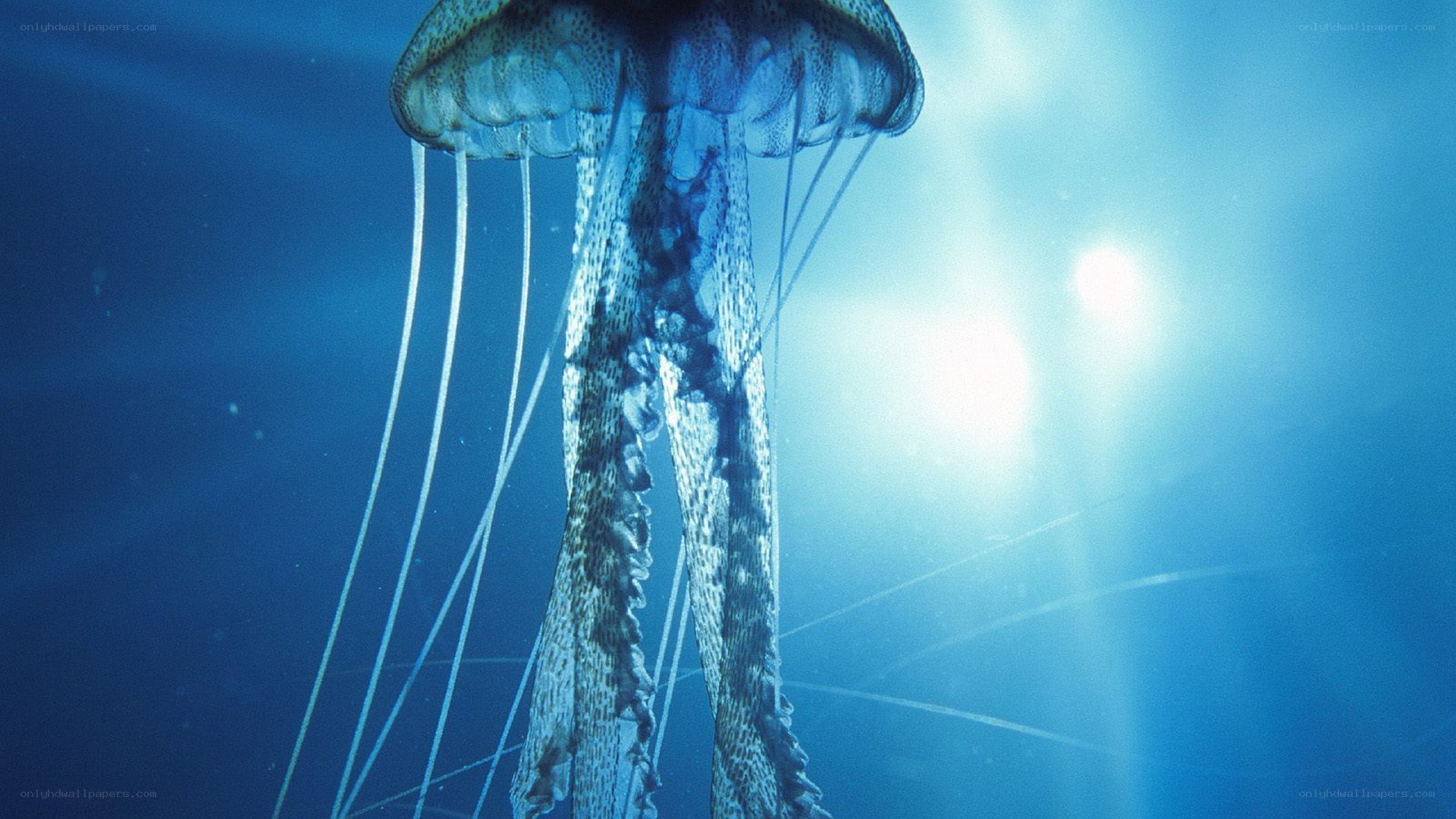 Jellyfish in deep blue water