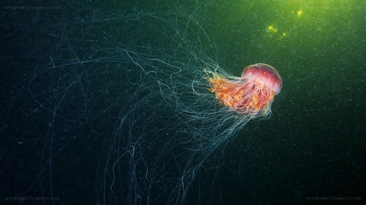 jellyfish in deep water