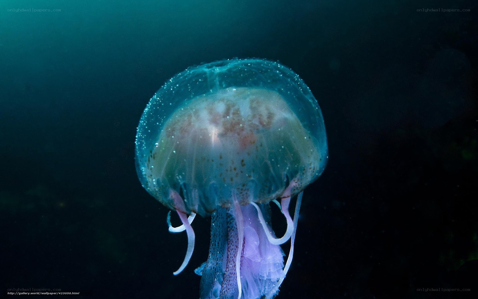 Jellyfish in deep water