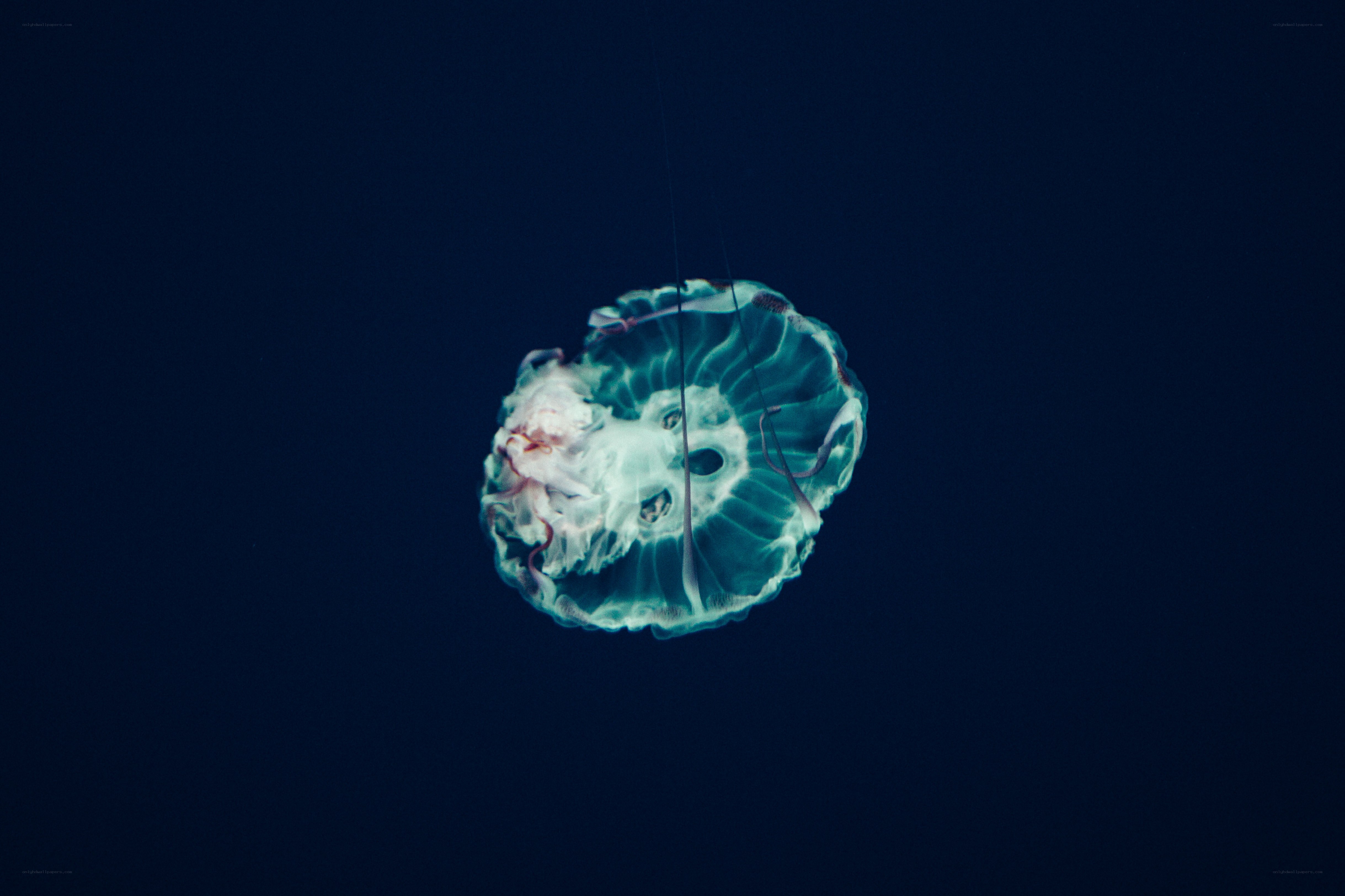 jellyfish in deep water