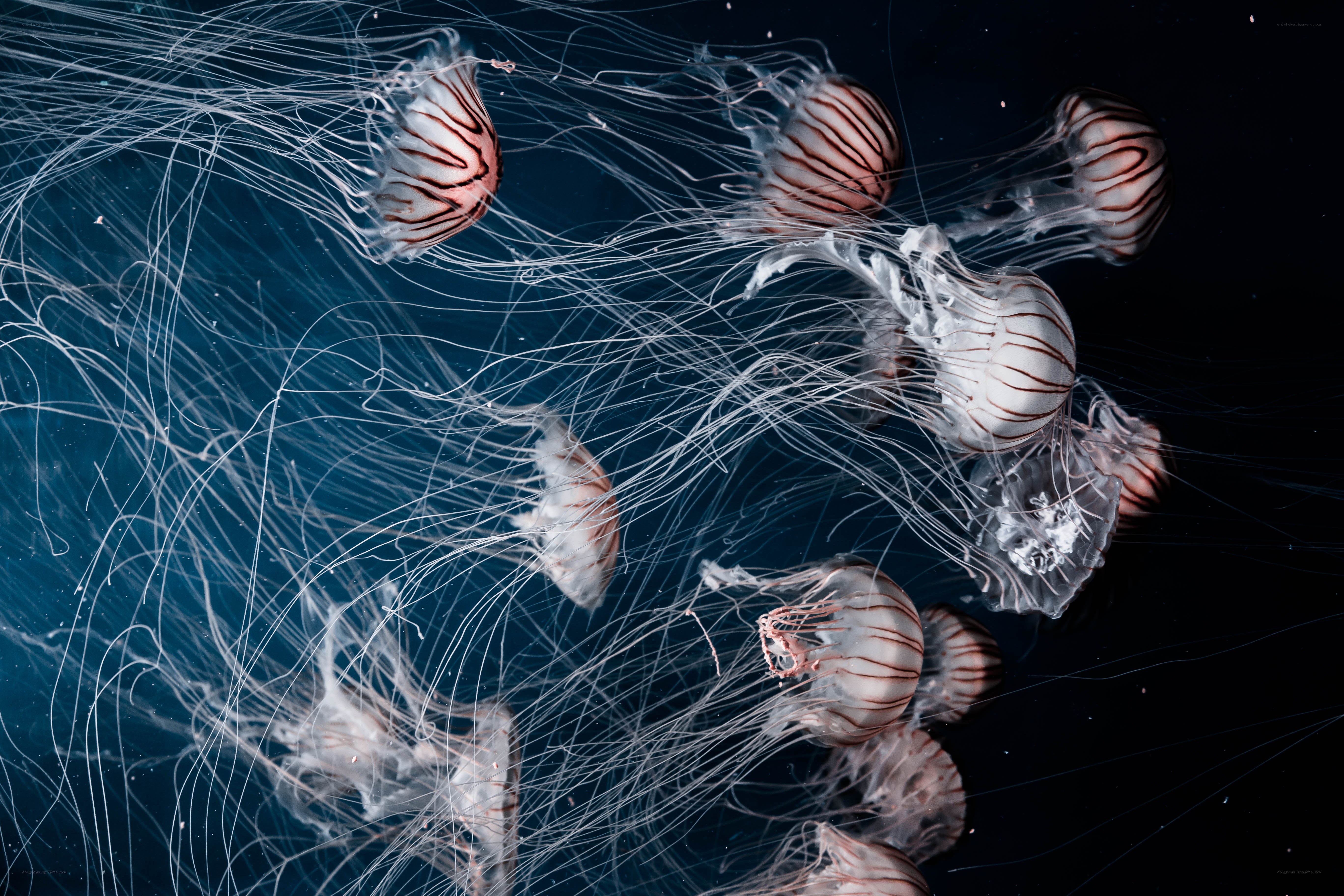 Jellyfish in deep water