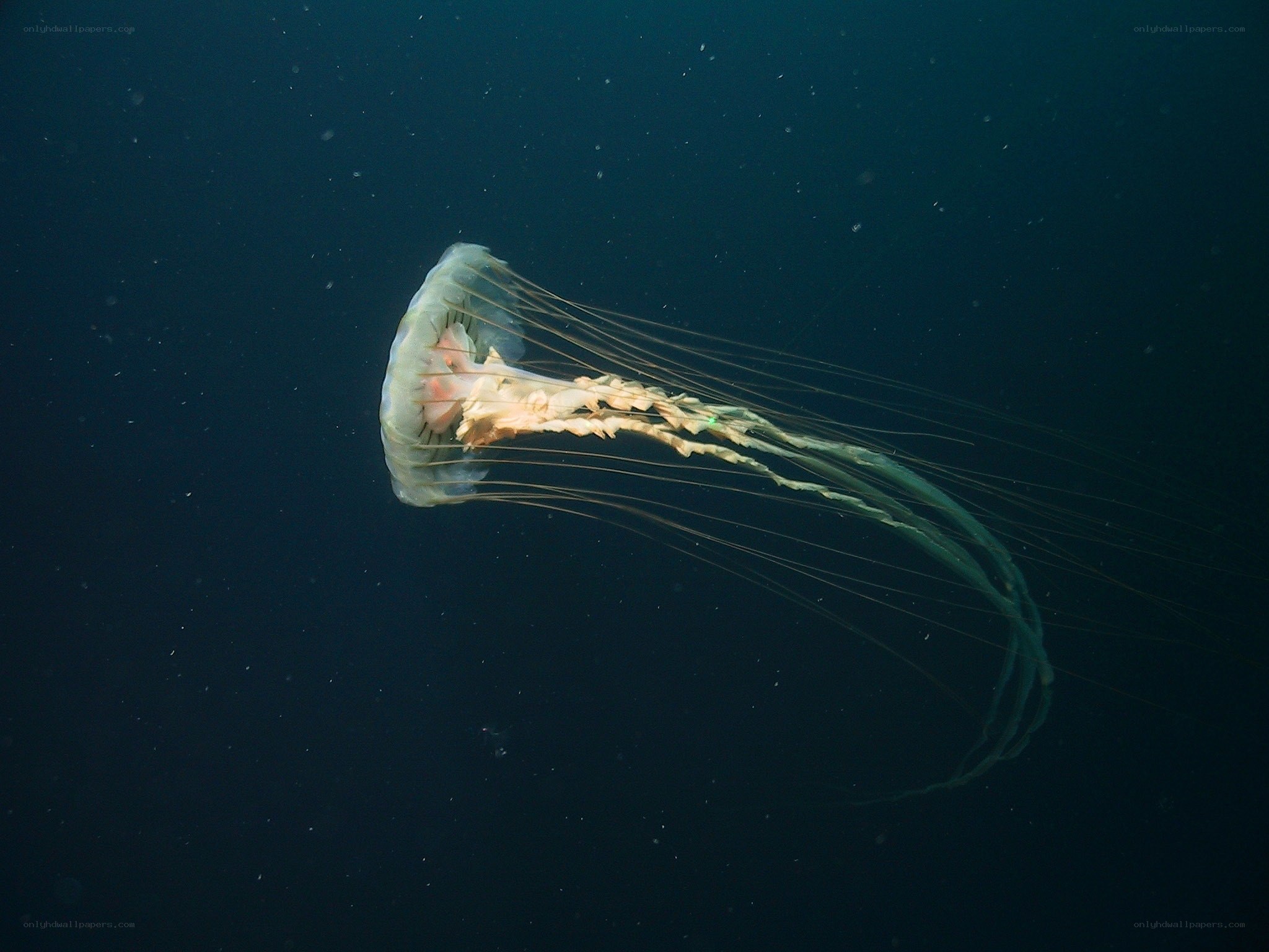 jellyfish in deep water
