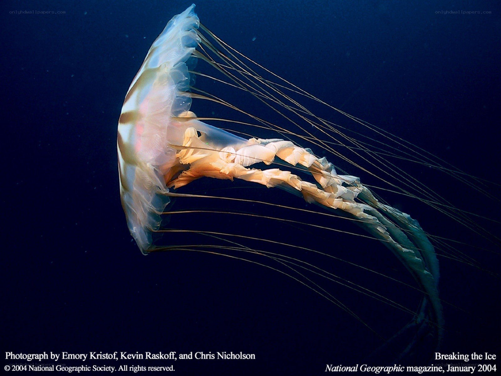 jellyfish in deep water