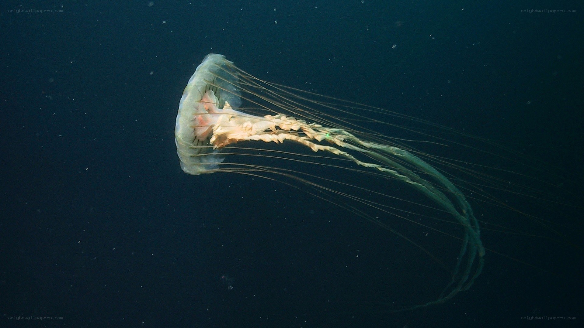 Jellyfish in deep water