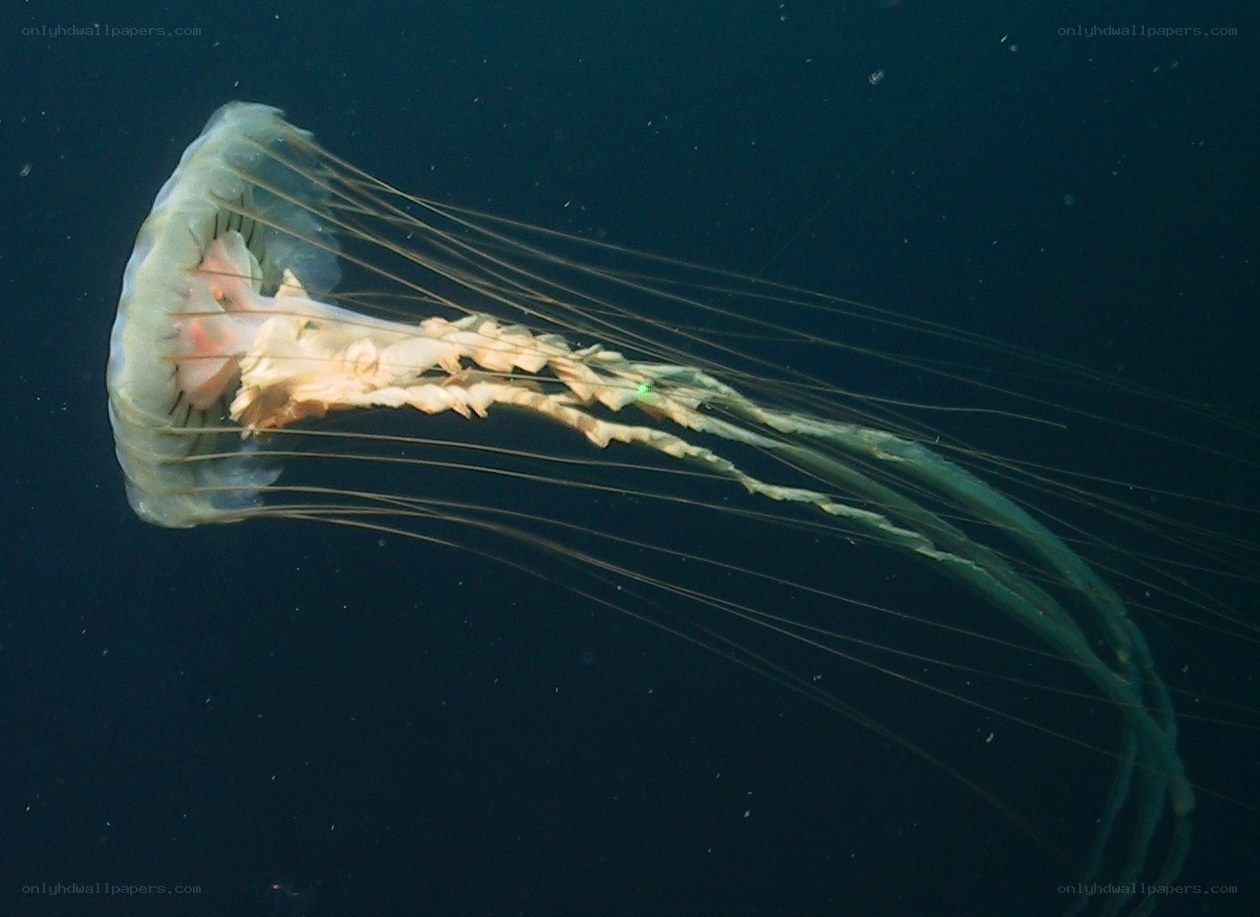 jellyfish in deep water