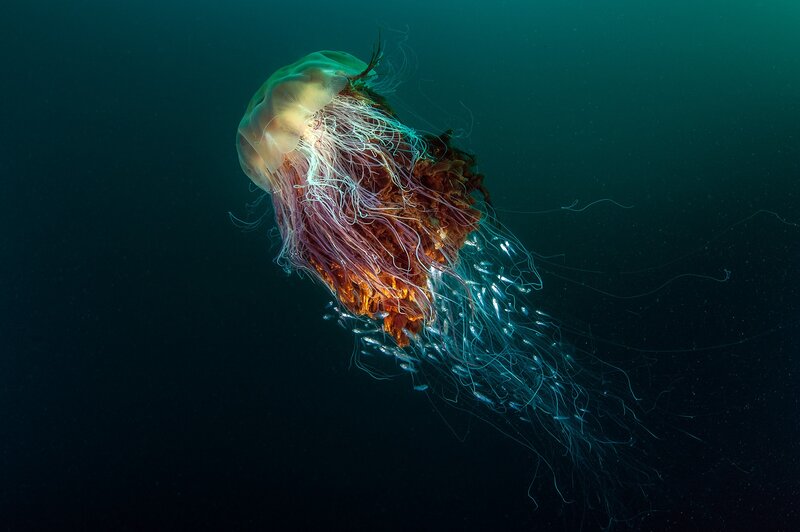 Jellyfish in Deep Water — Blue, Serene, Night