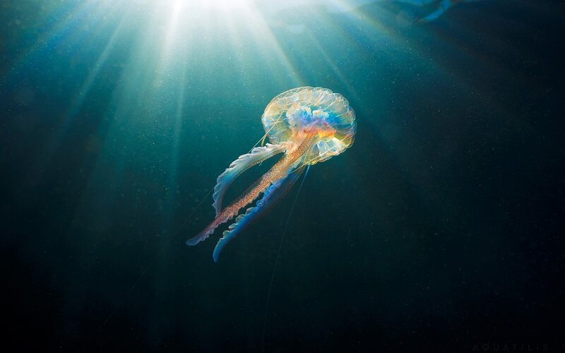 Jellyfish in Deep Water — Blue, Serene