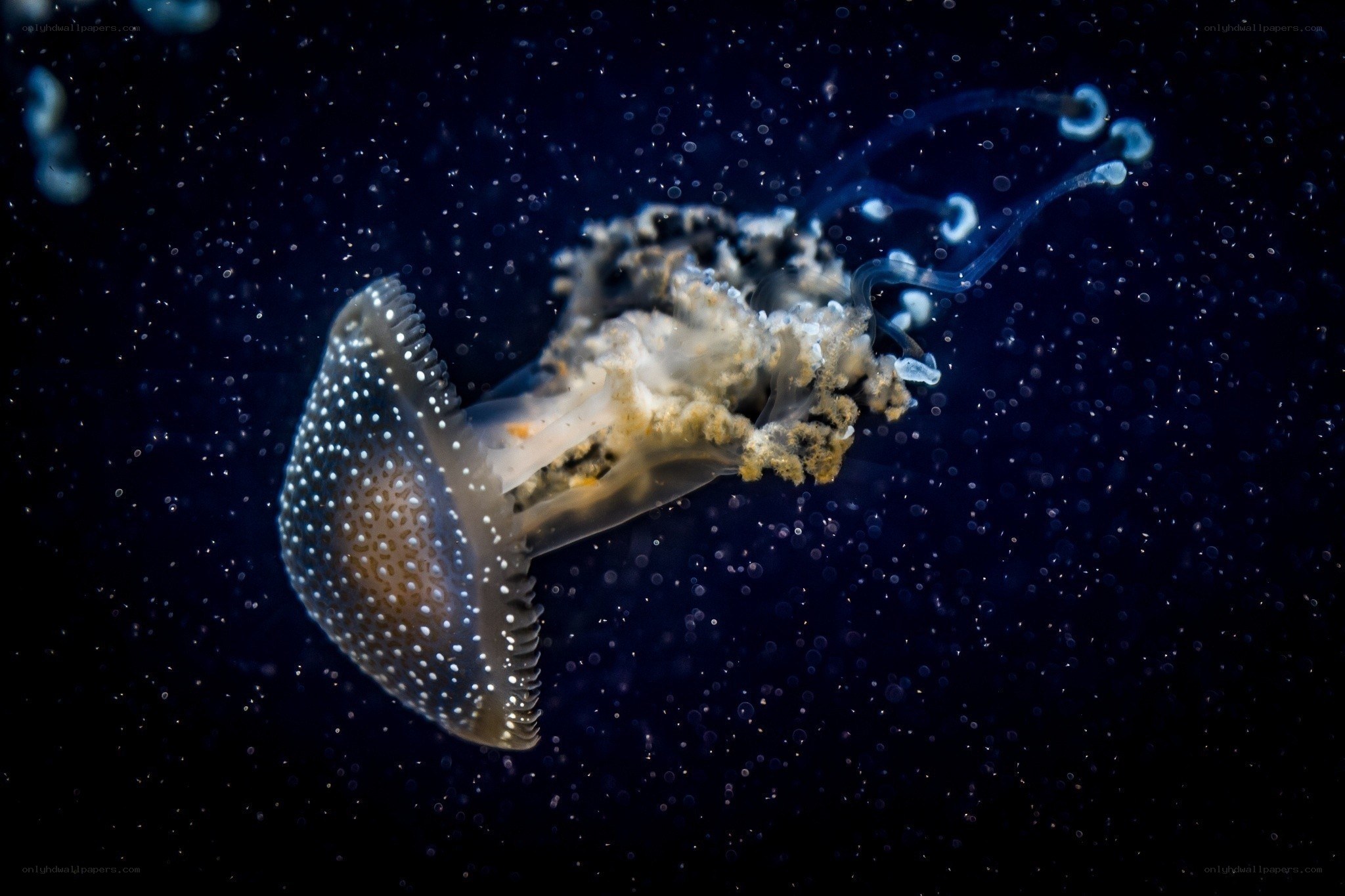 Jellyfish in deep water