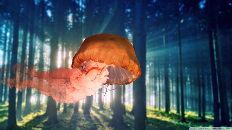Jellyfish in Forest