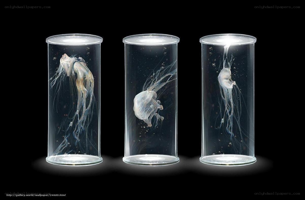 Jellyfish in glass tubes