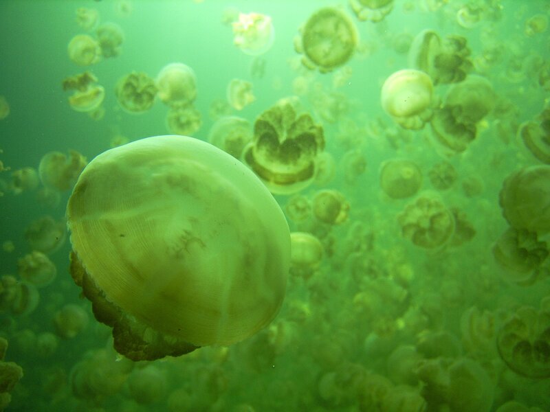 Jellyfish in green water