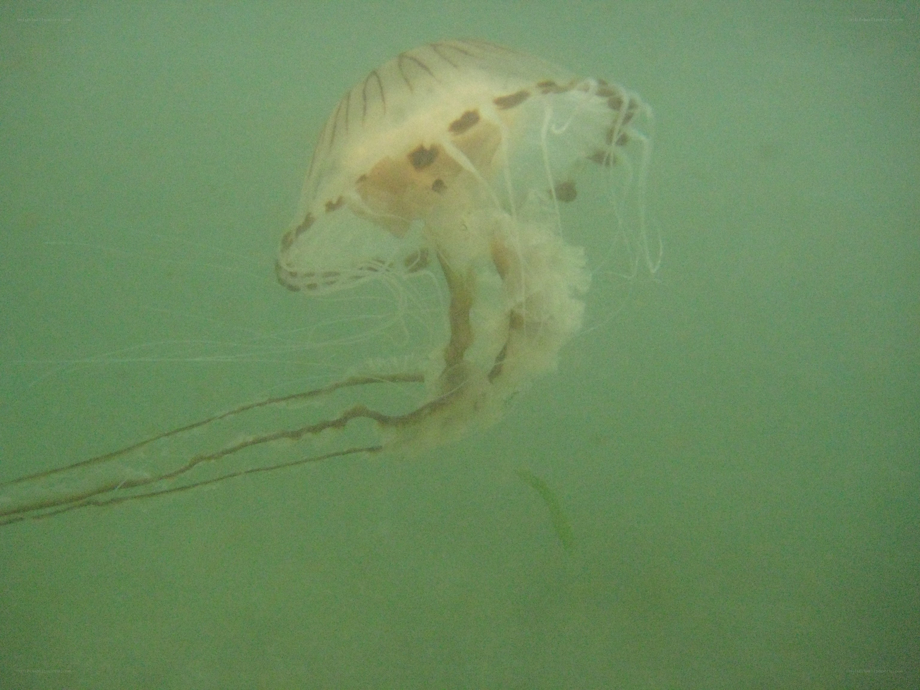 jellyfish in green water
