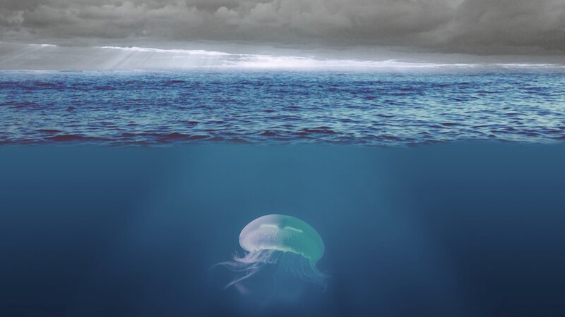 Jellyfish in Ocean — Blue