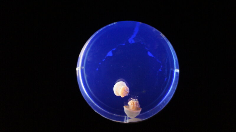 Jellyfish in Petri Dish