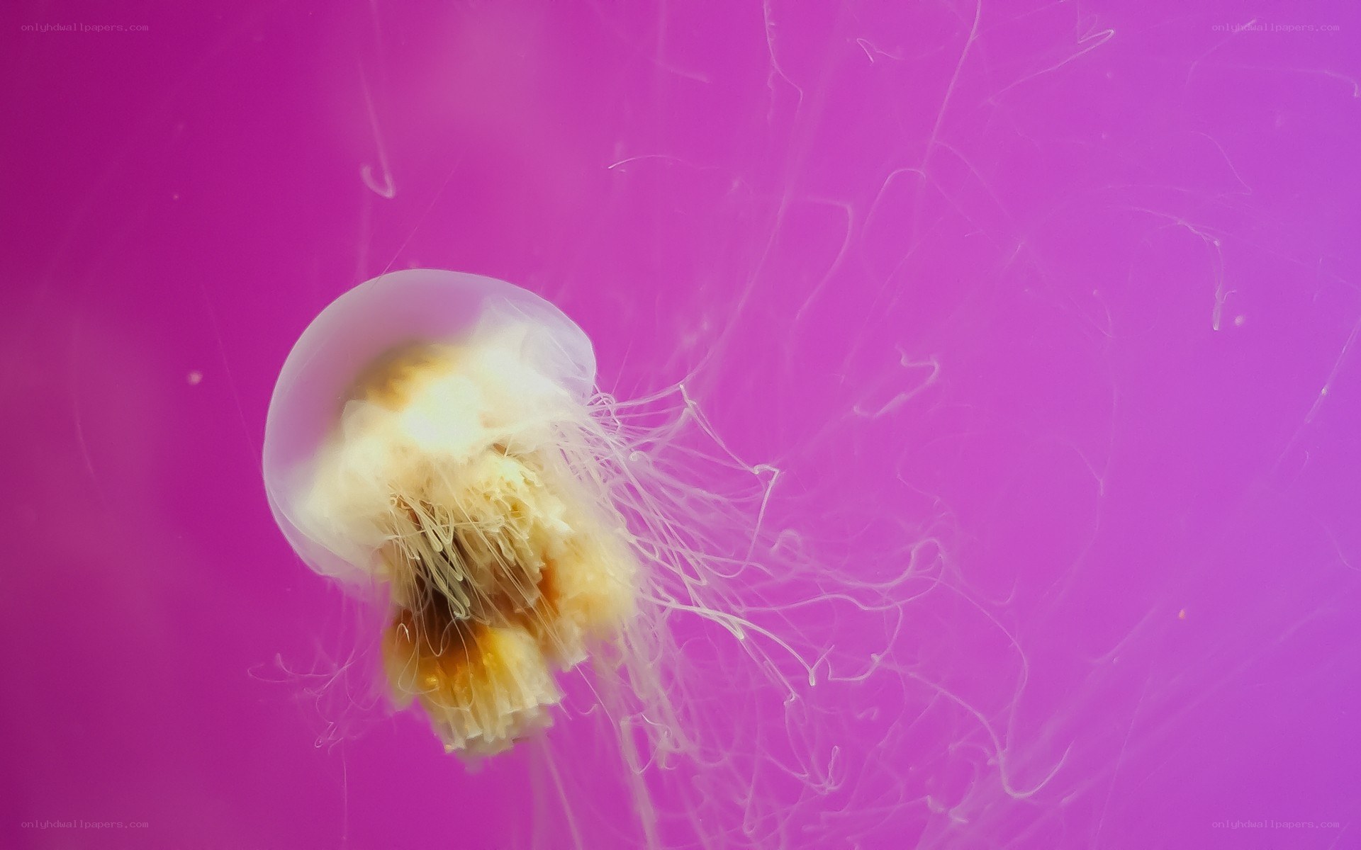 Jellyfish in pink water