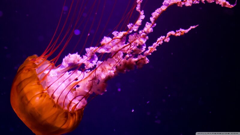 jellyfish in purple light