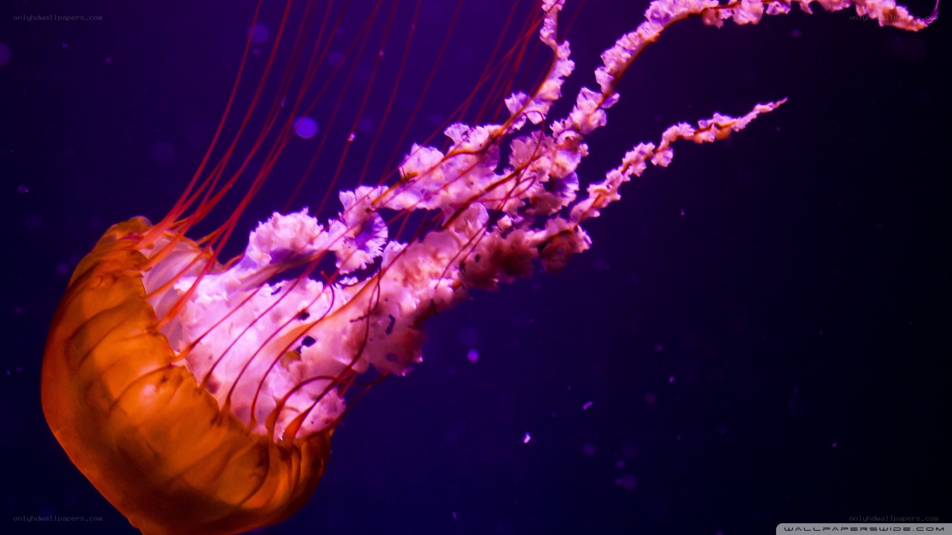 jellyfish in purple light