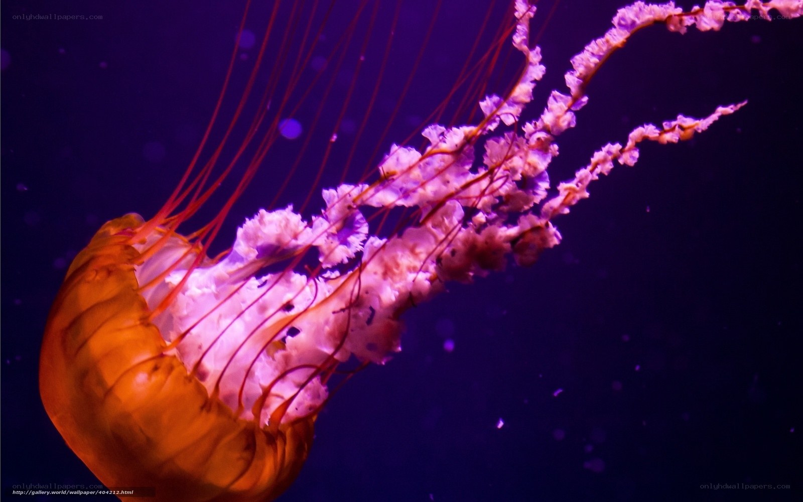 jellyfish in purple light
