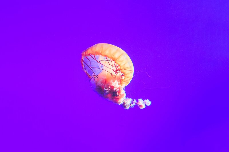 Jellyfish in Purple Water — Serene
