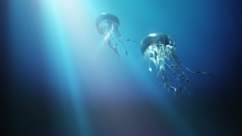 Jellyfish in Sunlit Water