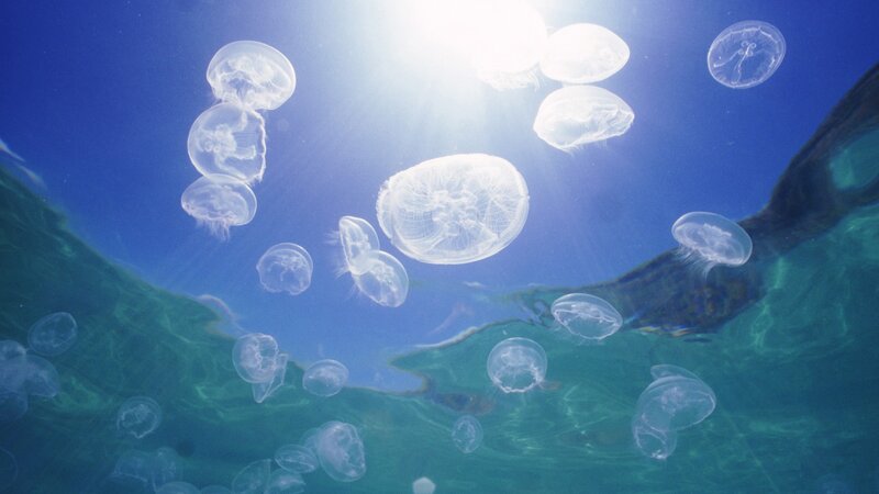 Jellyfish in sunlit water
