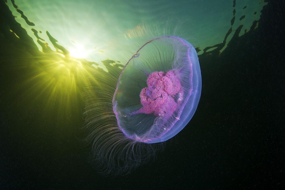 Jellyfish in sunlit water