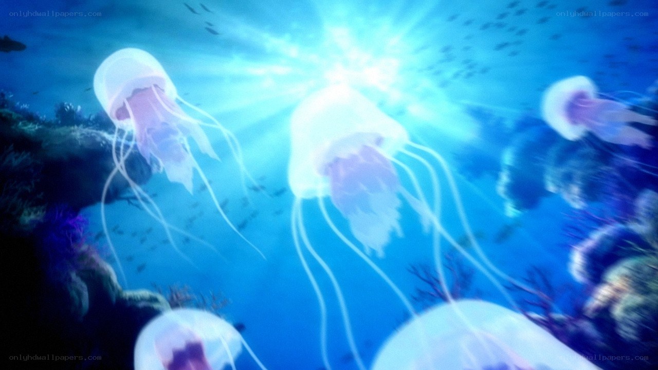 jellyfish in sunlit water