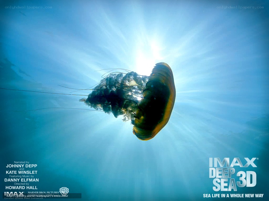 jellyfish in sunlit water