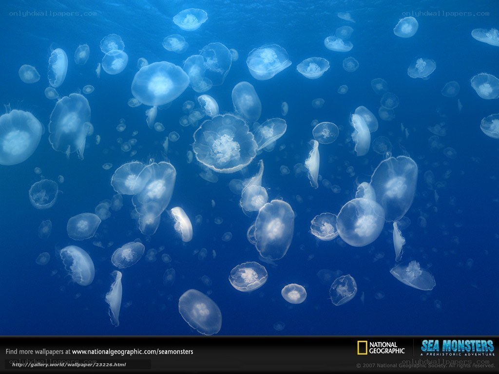 Jellyfish in the deep blue