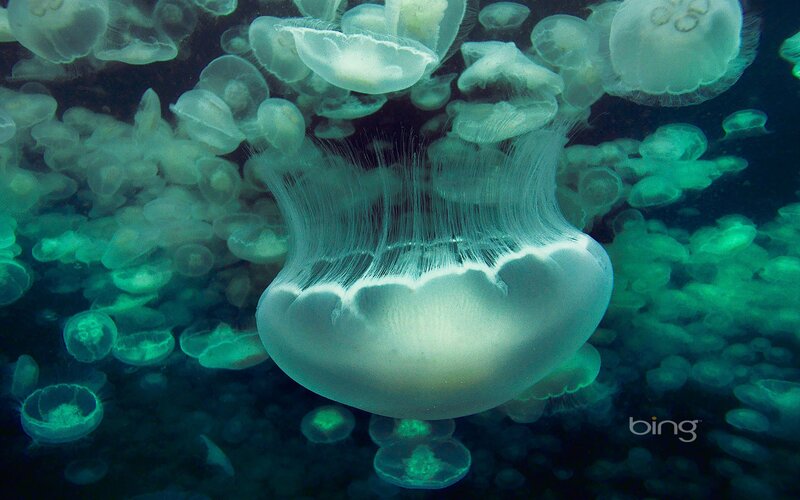 Jellyfish in the deep sea