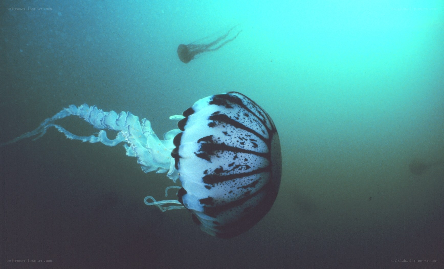Jellyfish in the ocean