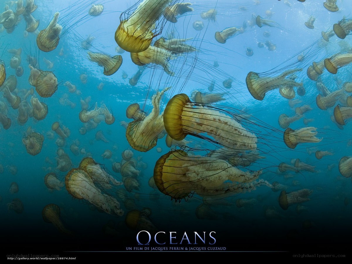 jellyfish in the ocean