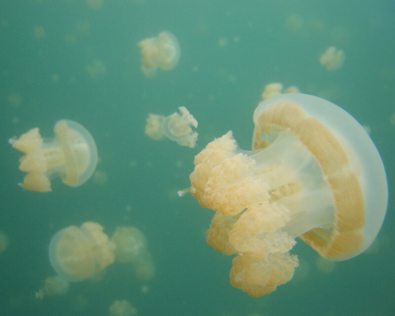 Jellyfish in turquoise water