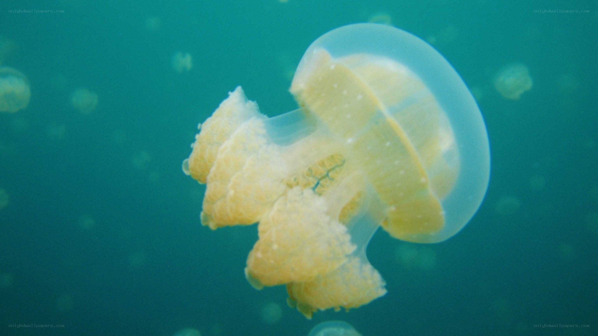 jellyfish in turquoise water