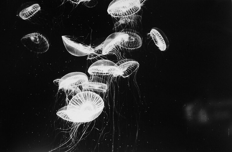 Jellyfish in Water — Black, Serene, Night, Photograph, Tentacles