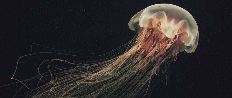 Jellyfish in Water — Black, Serene, Night