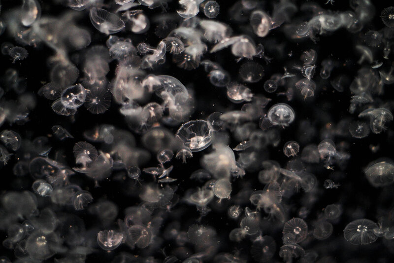 Jellyfish in Water — Black, Serene