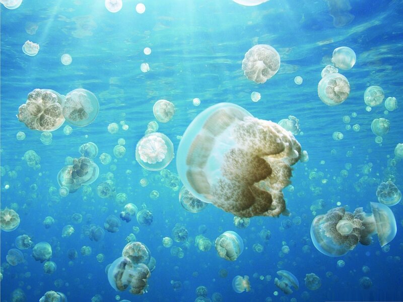 Jellyfish in Water — Blue, Serene, Afternoon