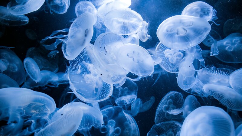 Jellyfish in Water — Blue, Serene, Night, Photograph, Ocean, Light