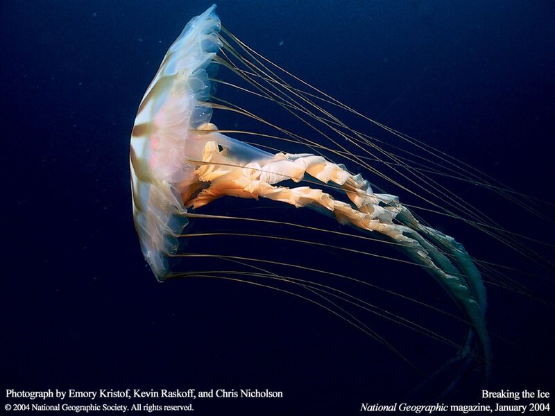 Jellyfish in Water — Blue, Serene, Night, Photograph, Ocean, Tentacles
