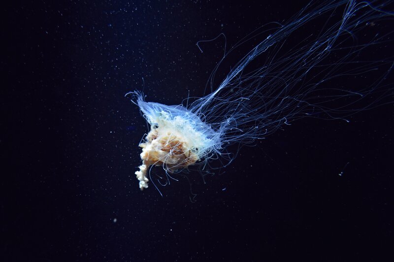 Jellyfish in Water — Blue, Serene, Night, Photograph, Tentacles, Dark Background