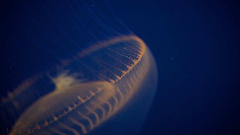 Jellyfish in Water — Blue, Serene, Night, Photograph, Tentacles, Ocean