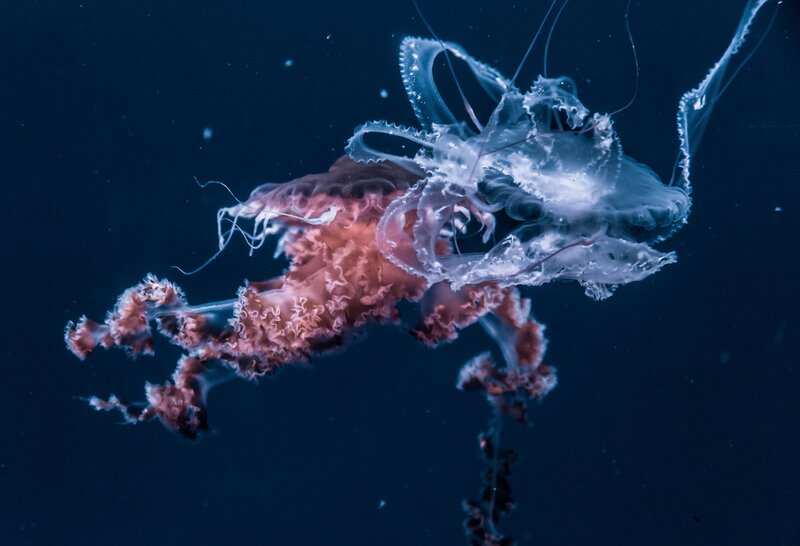 Jellyfish in Water — Blue, Serene, Night, Photograph, Tentacles
