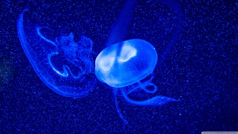 Jellyfish in Water — Blue, Serene, Night