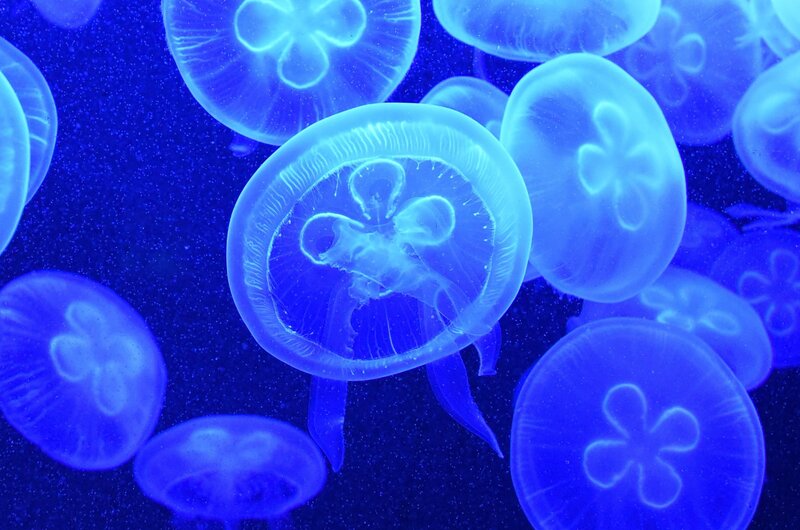 Jellyfish in Water — Blue, Serene, Photograph, Aquarium, Blue Light, Plankton