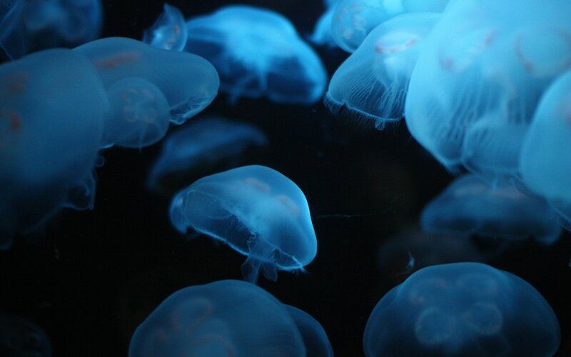 Jellyfish in Water — Blue, Serene, Photograph, Aquarium, Dark Background