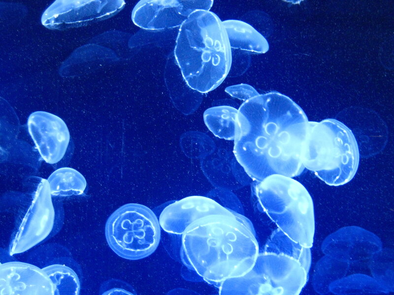 Jellyfish in Water — Blue, Serene, Photograph, Aquarium, Light