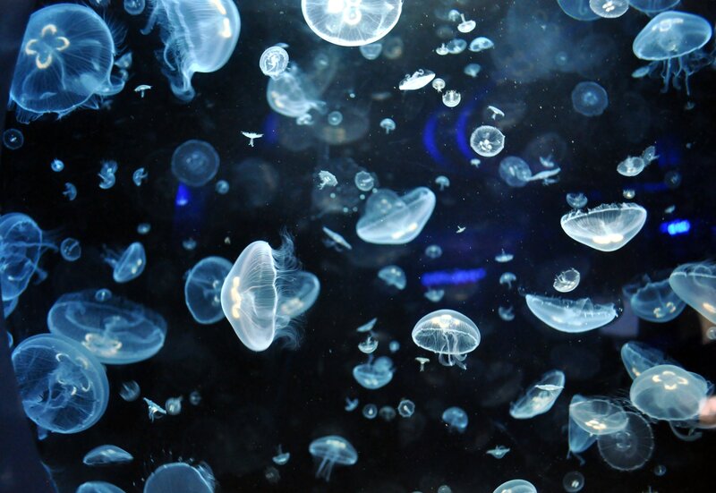 Jellyfish in Water — Blue, Serene, Photograph, Aquarium, Lighting, Dark Background