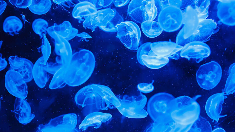 Jellyfish in Water — Blue, Serene, Photograph, Aquarium, Lighting, Particles